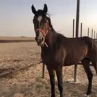 حصان عمر تقريب 3 سنوات لم يتم عسفه سليم لايشكو من شي