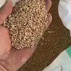 معيه البيع