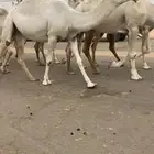 4 لقحات كفووو بداوه عسره اسنانهن ثنايا وضروبه جذعه