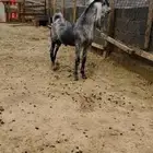 تيس فحل