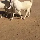 للبيع معزا خصم مضاريع