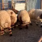 ذبايح للبيع