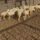 رخال هجين رفيدي على حري العدد 20