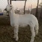 مشروع فحل حري