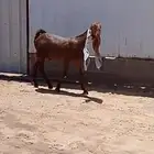 جفر حجازي ناسي خصم تعريف قوي