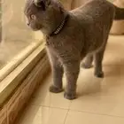 سكوتش فولد بلو