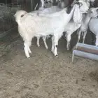 معزا مشاريك دفيع فحص سونار