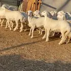 غنم حريات صنف