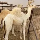 قعود اوضح علياني