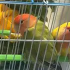 بيع طيور روز   ذكر وانثى