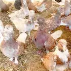 حمام مصري كبير الحجم