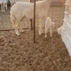 جذعه حريه خلفه صنف الصنف ..