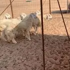 6 طليان في فيديوا واحد 4 منها للبيع