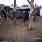 الرويضه بالعرض