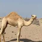 قعود هجن