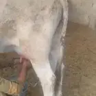 بقره المانيه