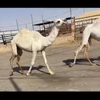 للبيع حقايق رمانيه وعليانيه