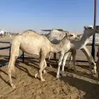 بكره جدها حاكم بن قريع