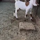 تيس