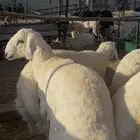 هرافى حريات طليان العرض الأول 4طليان الثاني 2 طليان نجدية