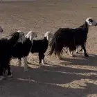 للبيع غنم نجد ولد شياه طيبة