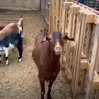 تيس فحل ثني جرم صحه فل انتاج مراحي
