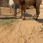 للبيع فحل ولد غرنوق من ابل الامير سلطان بن محمد