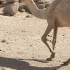 بكره شقحا