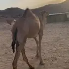 اللبيع
