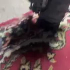 كنبرسر مكيف جيب فكسار 99