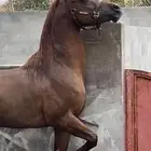 حصان