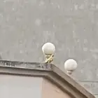 دره هولندي لاتينو (( مفقوده))