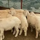 طليان