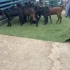 جفار قبرصيات