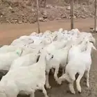 خرفان ورخال حرش نجران