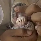طلي نجدي جذع للبيع العمر 8شهور