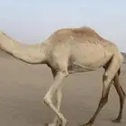 بنت حبيب جهينه جاهزه للمناخ