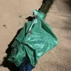 طاؤوس هندي ازرق نظيف وهادي عمر تقريبا سنتين