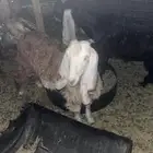 للبيع جفره صحتها زينه عمرها بين 8 او9