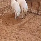 هرافي حريه لبانيه