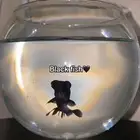 سمكة black fish