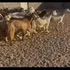 معزا مقاني دفيع قريب ومتاخر