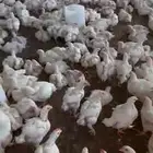 دجاج لاحم