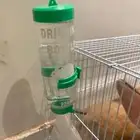 أرنبين للبيع نوع فرنسي