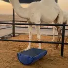 للبيع بكره عليانيه