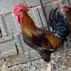 تم تم البيع