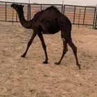 بكره مجهم