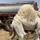قعود مغلق ونظيف شرط وعلى حليب امه الموقع مرات