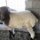 طلي نعيمي للبيع