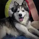 كلب هاسكي عمره سنتين ونص